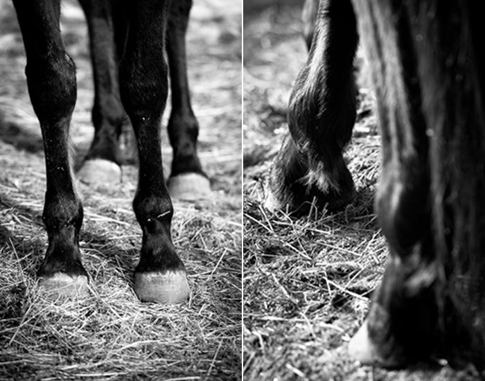 long_reins_farm_march_13_2014_verticals-3_redo