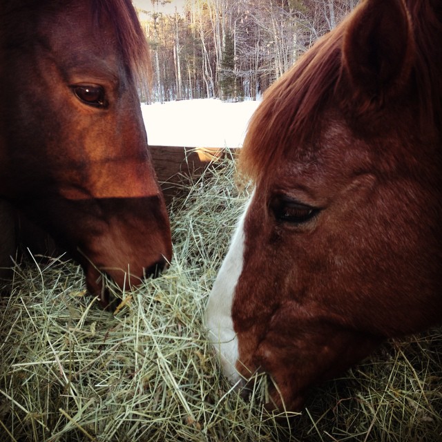 Family dinner at #longreinsfarm #maine #horses #iheartbuxton